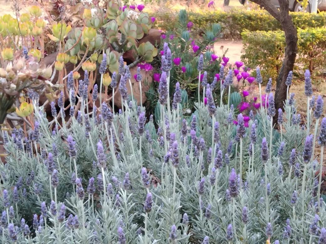 Baviaanspoort Tranquillity Day Spa & Lodge מראה חיצוני תמונה